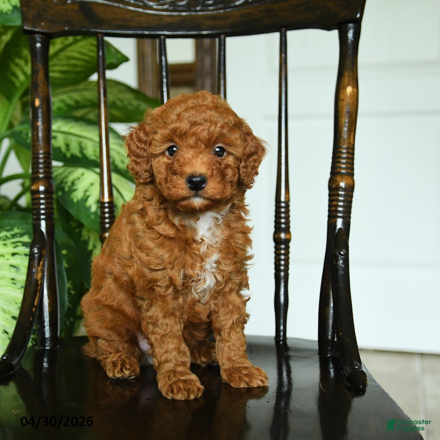 Miniature Poodle dogs for sale: Echo - Ad 3