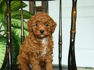 Miniature Poodle dogs for sale: Echo - Ad 3