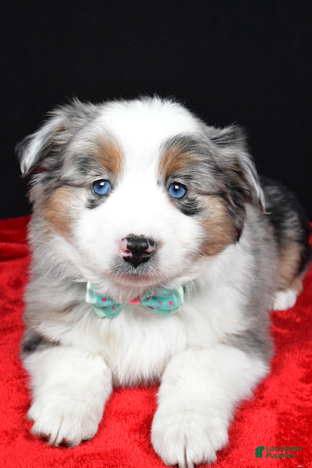 Miniature Australian Shepherd dogs for sale: Riley - Ad 4