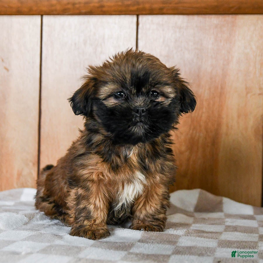 Teddy Bear dogs Mocha - Ad 10
