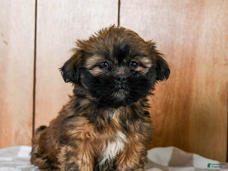 Teddy Bear dogs Mocha - Ad 2