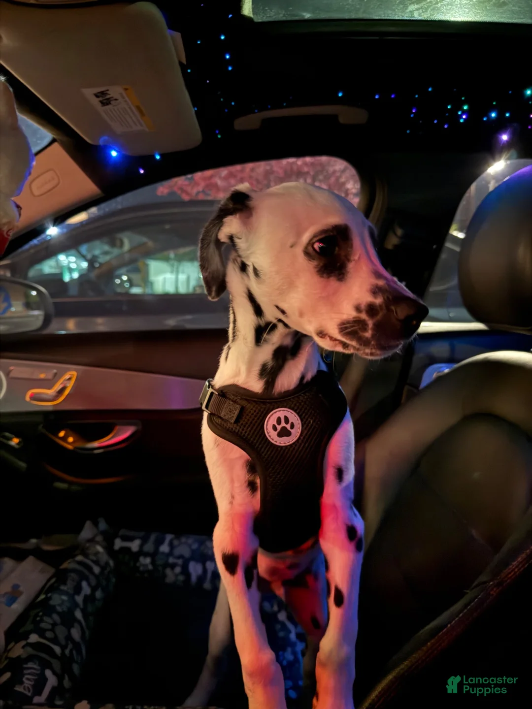 Dalmatian dogs for sale: Dalmatian 1 - Ad 2
