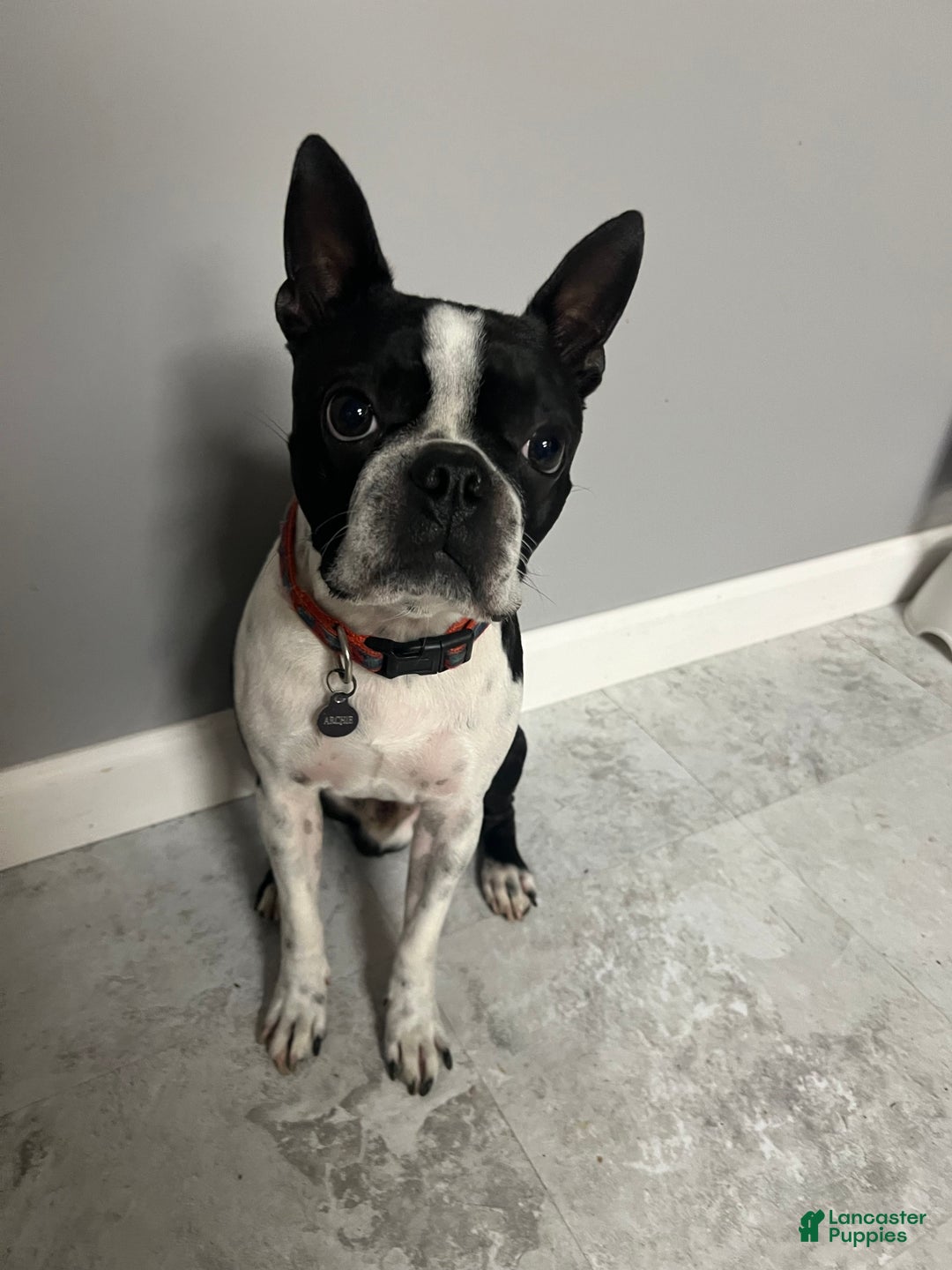 Boston Terrier dogs for sale: Yoda may - Ad 3