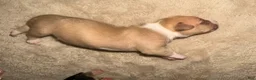 American Bully dogs for sale: American Bully 5 - Ad 4