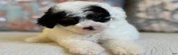 Miniature Poodle dogs for sale: Elton - Ad 2