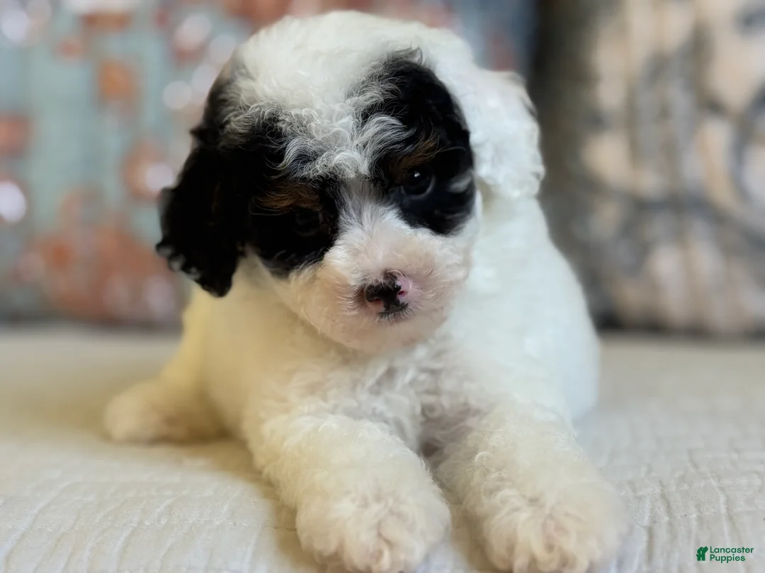 Miniature Poodle dogs for sale: Elton - Ad 2