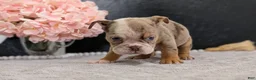English Bulldog dogs for sale: Zya - Ad 3