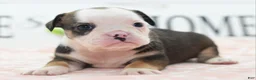 Mixed Breed dogs for sale: Queen - Ad 4