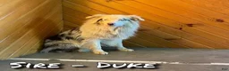 Australian Shepherd dogs for sale: Betty - Ad 8
