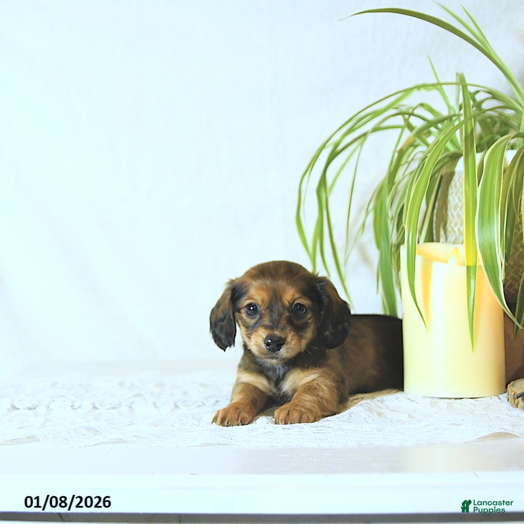Miniature Dachshund dogs for sale: Kate - Ad 4