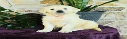Golden Retriever dogs for sale: Destiny - Ad 1