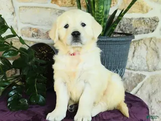 Golden Retriever dogs for sale: Destiny - Ad 3