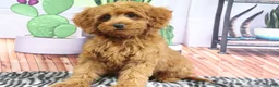 Mini Goldendoodle dogs for sale: Bozo - Ad 6