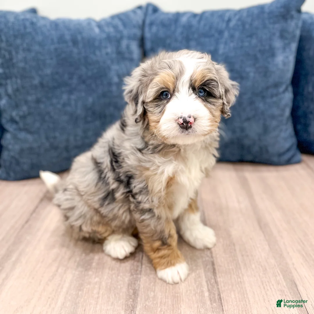 Mini Bernedoodle dogs for sale: Lilly - Ad 1