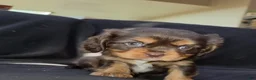 Cavalier King Charles Spaniel dogs for sale: Cavalier King Charles Spaniel 3 - Ad 6