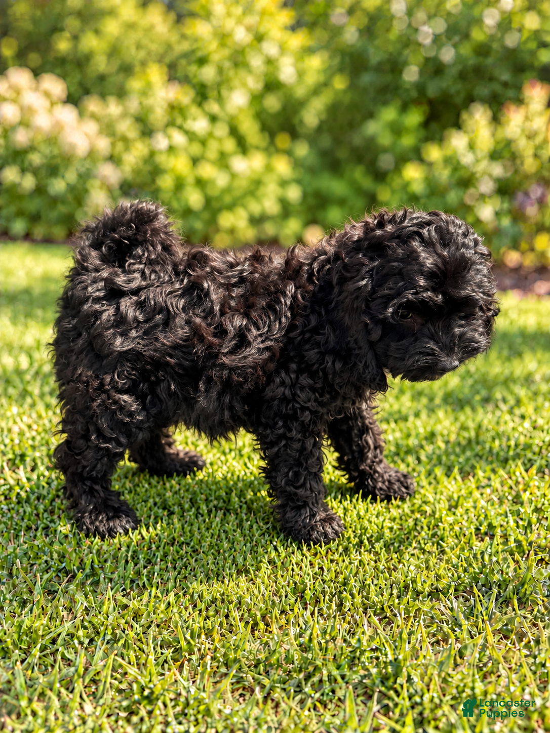 Cavapoo dogs for sale: Leo - Ad 1