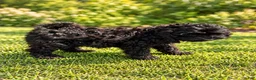 Cavapoo dogs for sale: Leo - Ad 1