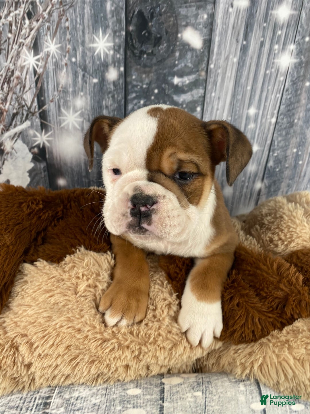English Bulldog dogs for sale: Nora - Ad 10