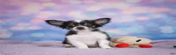 Chihuahua dogs for sale: winston - Ad 7