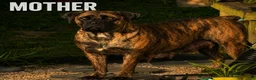 South African Boerboels dogs for sale: Bronx - Ad 6