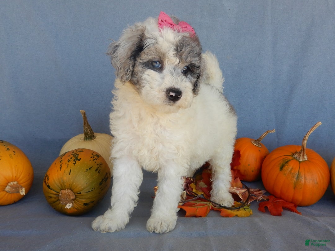 Sheepadoodle dogs for sale: Panda (medium) - Ad 59