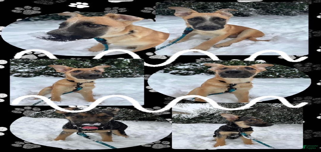 Gallery Image {{count}}