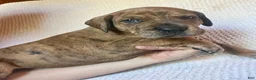 Great Dane dogs for sale: Winston - Ad 2