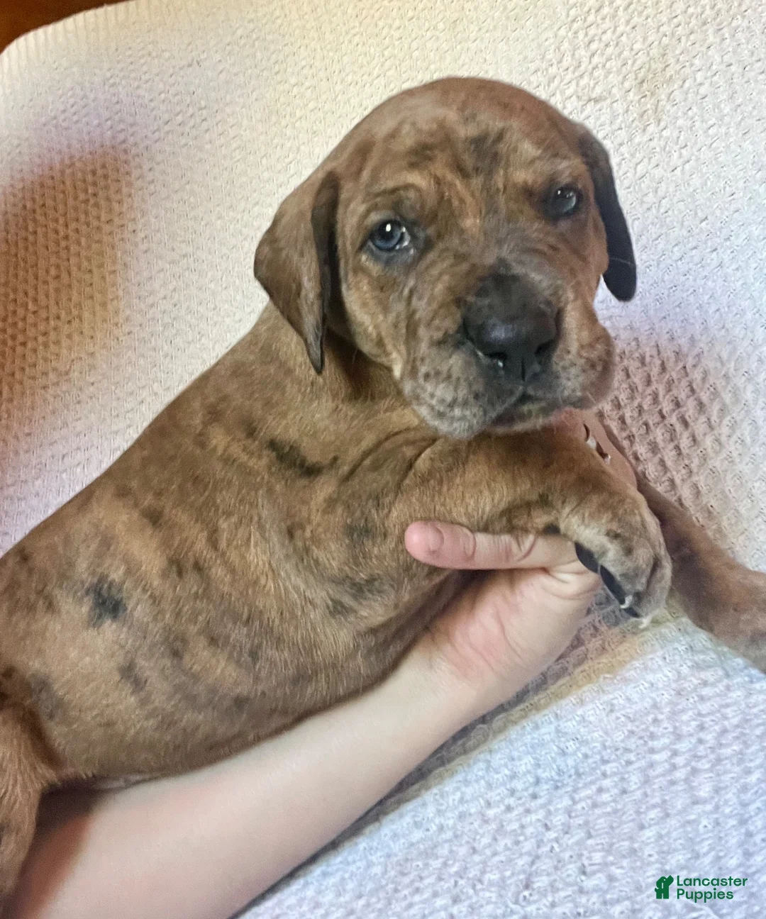 Great Dane dogs for sale: Winston - Ad 2