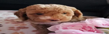 Lady