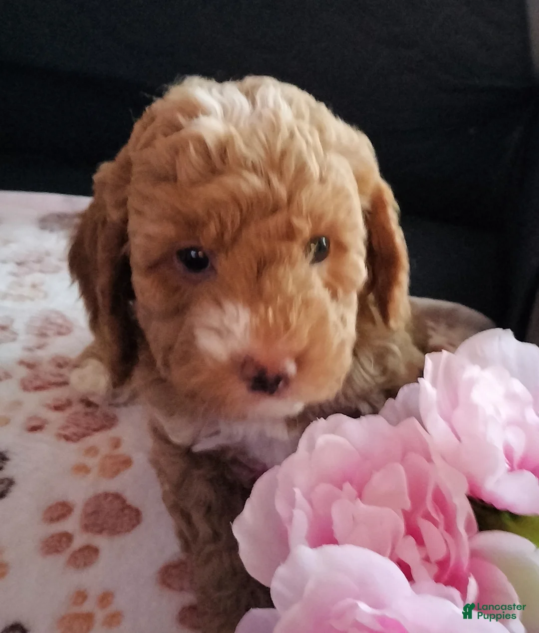 Cockapoo dogs for sale: Lady - Ad 1