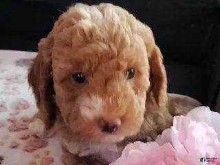 Cockapoo dogs for sale: Lady - Ad 3