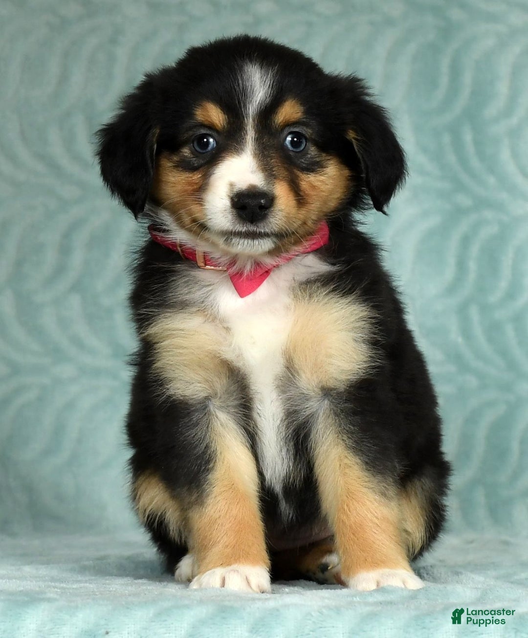 Australian Shepherd dogs for sale: Maggie - Ad 3