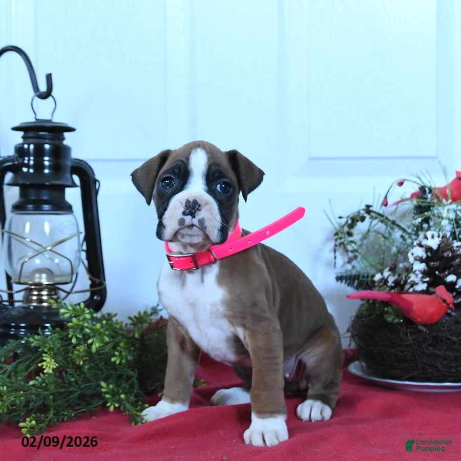 Boxer dogs Molly - Ad 2