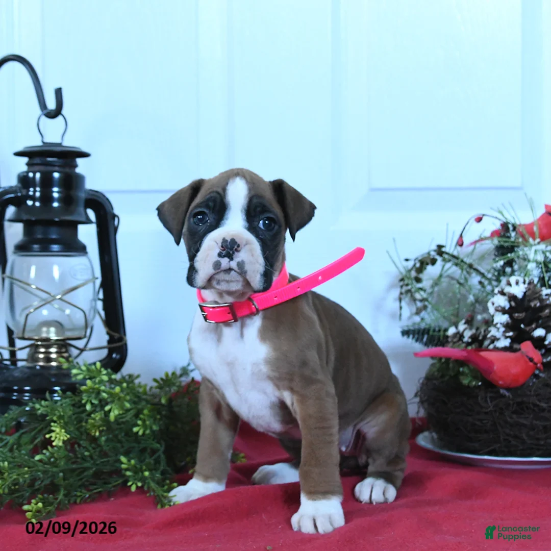 Boxer dogs for sale: Molly - Ad 2