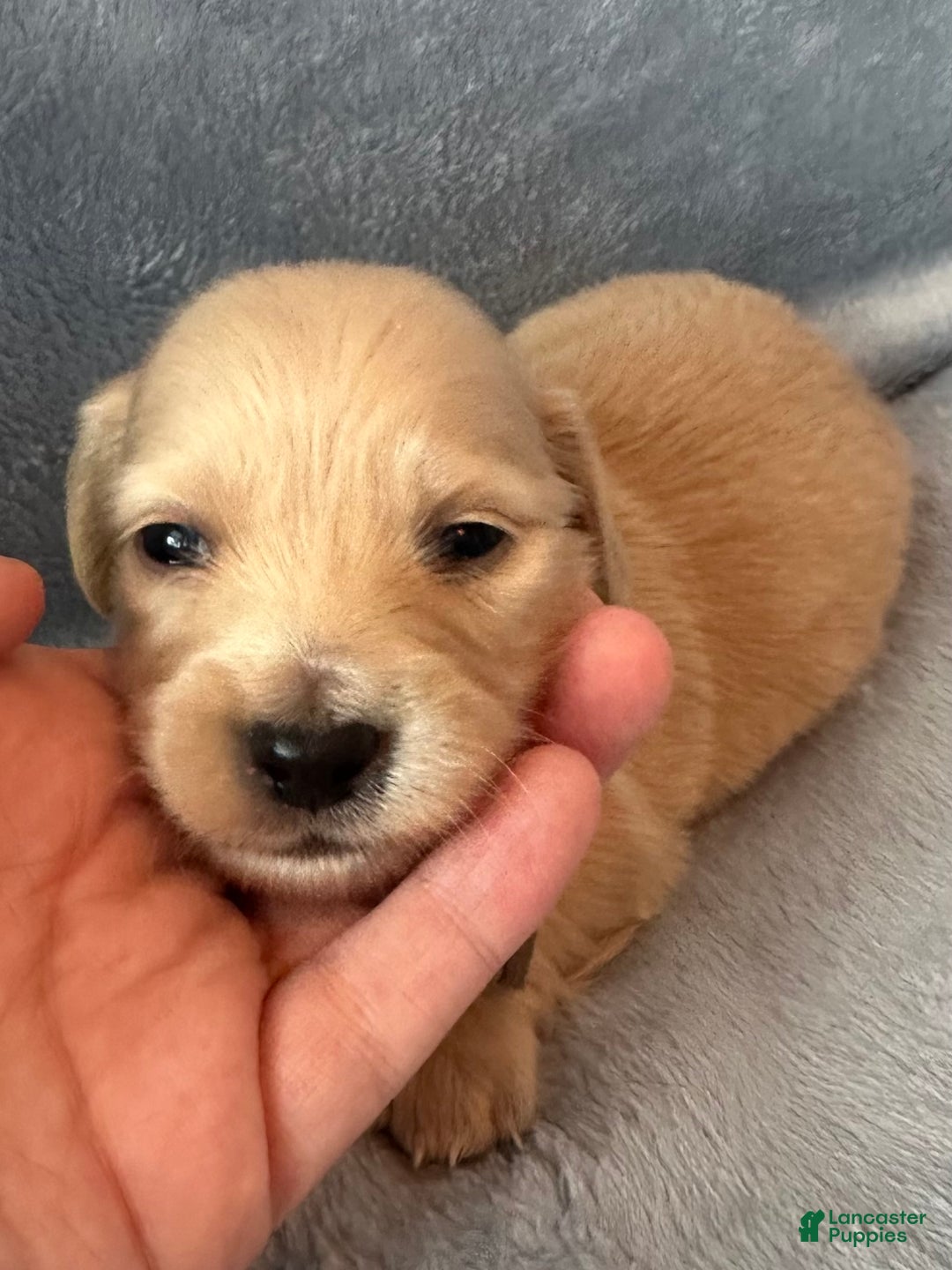 Ckc Registered Ckc Golden Retriever Puppies For Sale Labrador