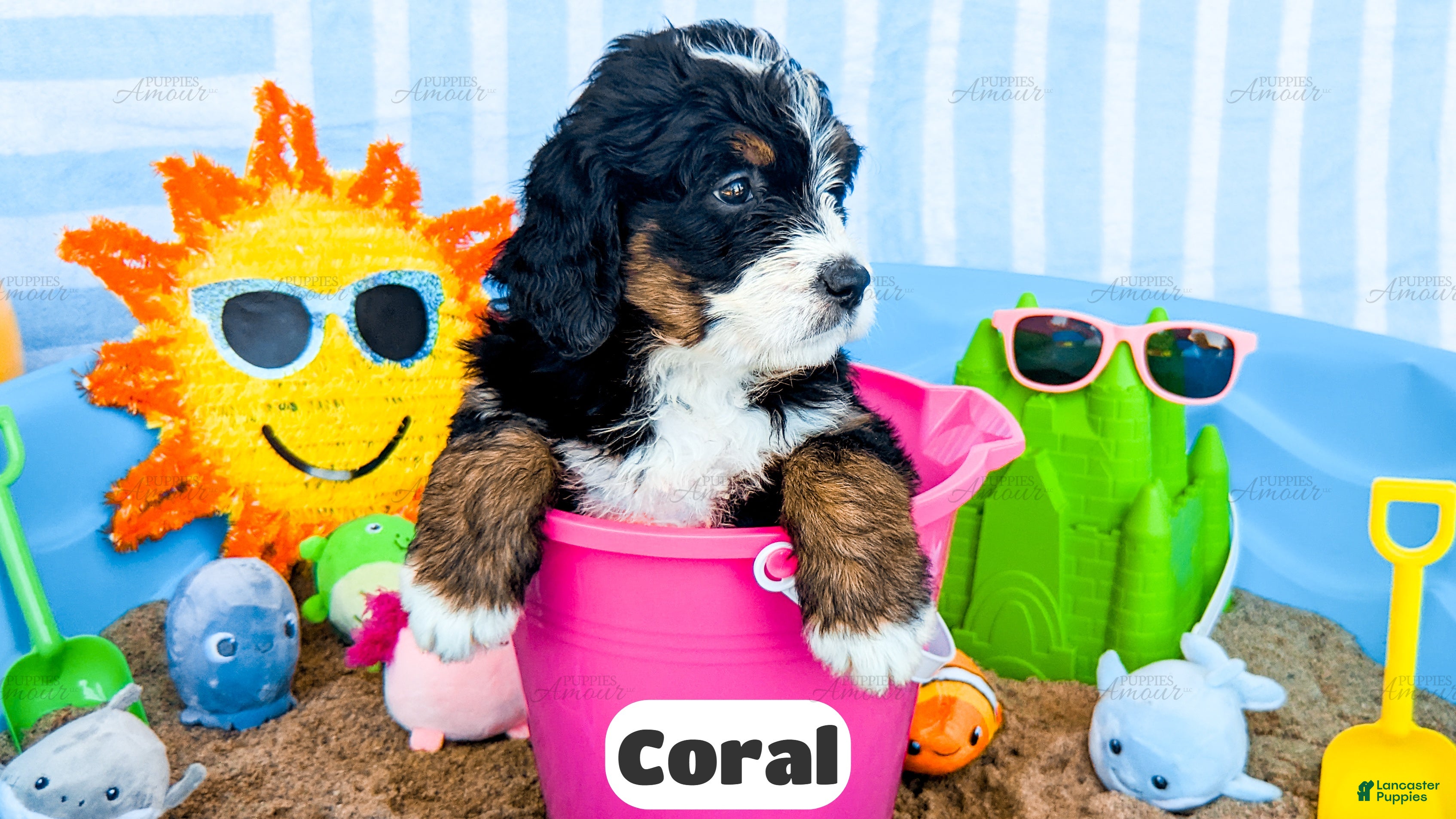 Bernedoodle dogs Coral - Ad 2