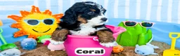 Bernedoodle dogs for sale: Coral - Ad 2