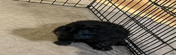 Shihpoo dogs for sale: Shihpoo 2 - Ad 7