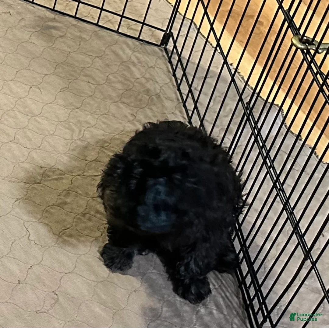 Shihpoo dogs for sale: Shihpoo 2 - Ad 7