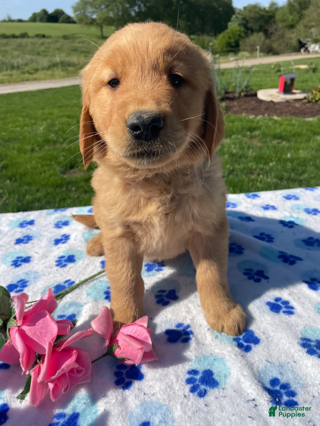 Golden Retriever dogs for sale: Toby - Ad 4