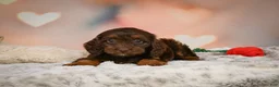 Cockapoo dogs for sale: Sadie - Ad 4