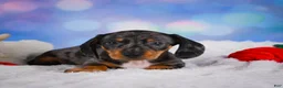 Miniature Dachshund dogs for sale: Clovas - Ad 2