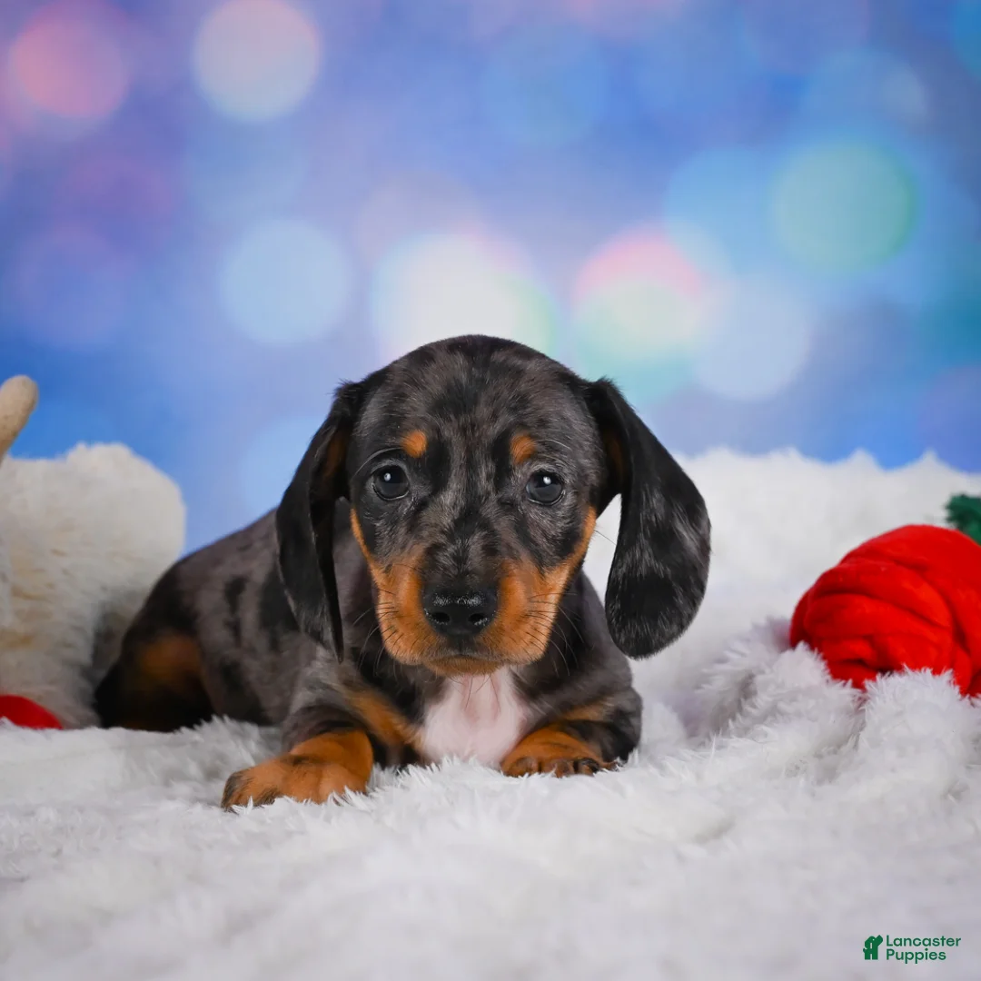 Miniature Dachshund dogs for sale: Clovas - Ad 2