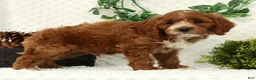 Cavapoo dogs for sale: Lynn - Ad 4