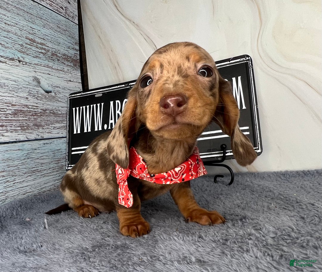 Dachshund dogs for sale: Ch Harriet LH dappleAkc - Ad 16