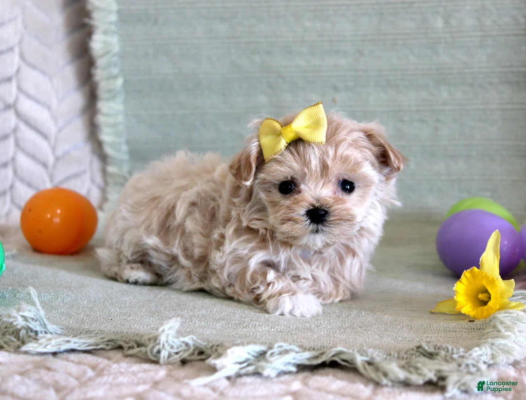 Maltipoo dogs for sale: Daffodil - Ad 3