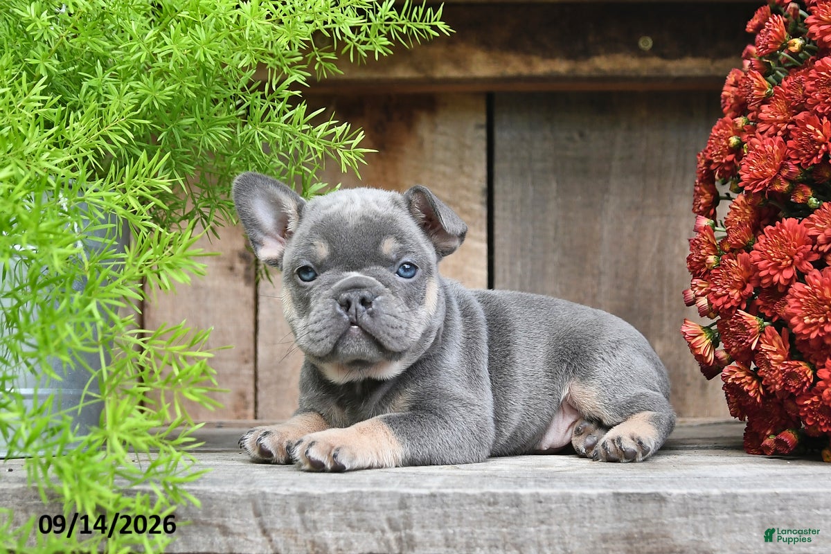 Frenchton dogs Rayna - Ad 2