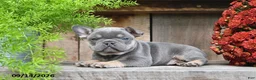 Frenchton dogs for sale: Rayna - Ad 2