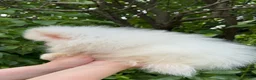 Pomeranian dogs for sale: Pomeranian Puppy Fluffy - Ad 4