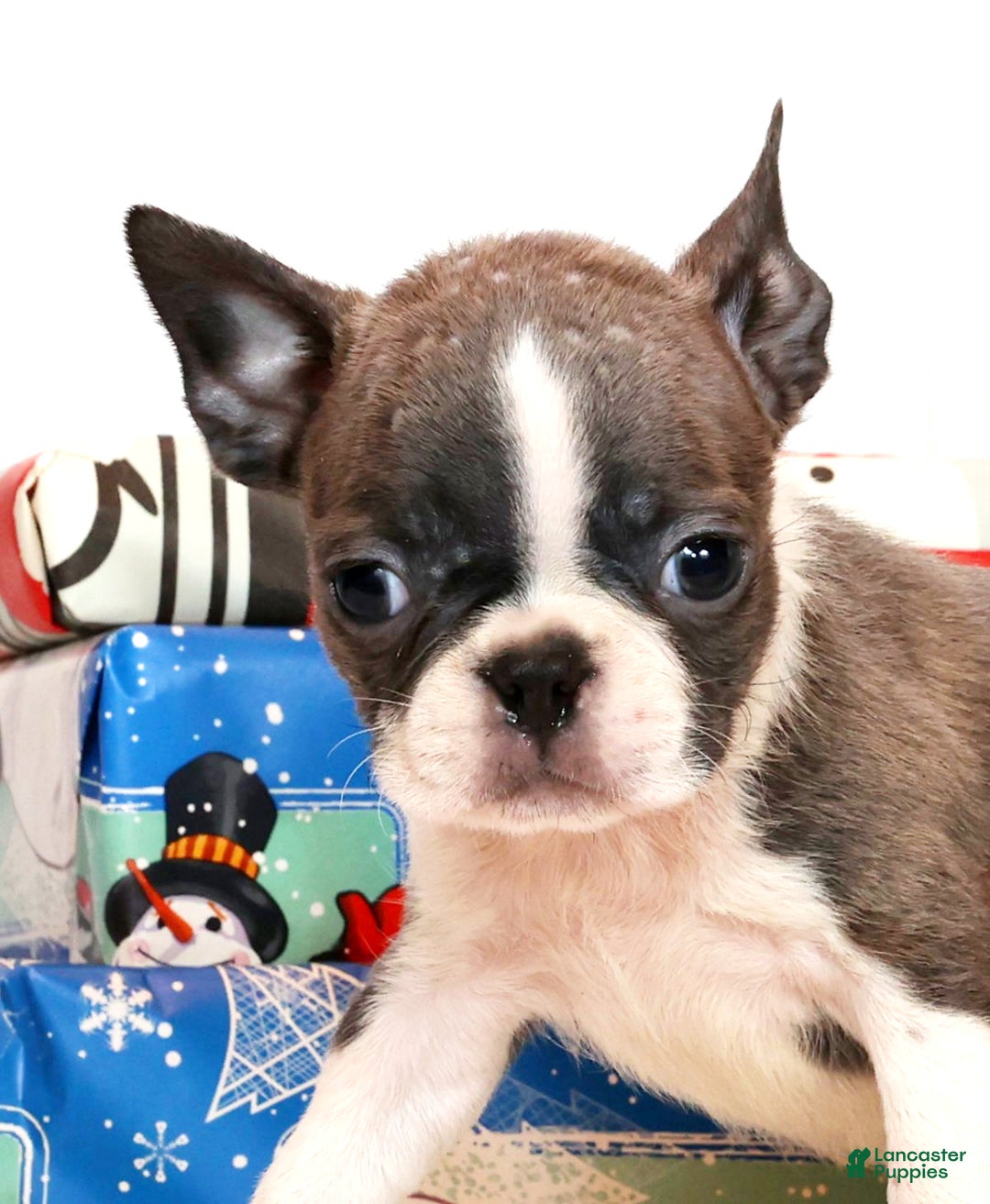 Boston Terrier dogs for sale: Hunter - Ad 3